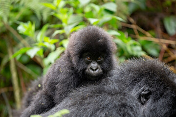 Obraz premium Baby Mountain Gorilla (Gorilla beringei beringei) on the back if its mother in the jungle of Rwanda.