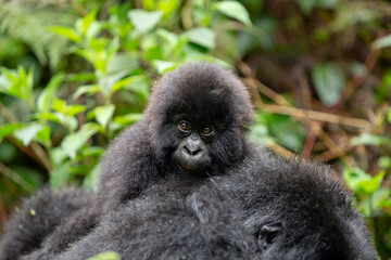 Obraz premium Baby Mountain Gorilla (Gorilla beringei beringei) on the back if its mother in the jungle of Rwanda.