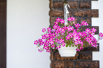 Pot with beautiful white-pink garden flowers - petunias decorates the wall of the house