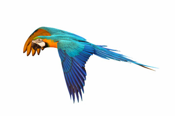 Colorful flying parrot isolated on white background.