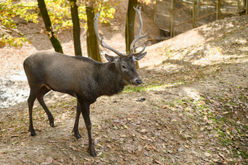 Cervidae.Buck deer spreading antlers walk in the reserve.