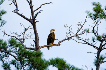 Eagle perched on a pine