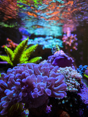 coral reef in aquarium