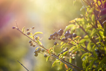 Berry Heaven
