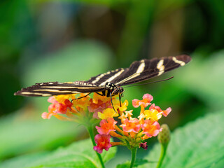 Close up shot of Heliconius charithonia butterfly