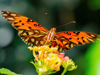 Close up shot of Gulf fritillary butterfly