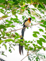 Close up shot of Long-tailed paradise whydah