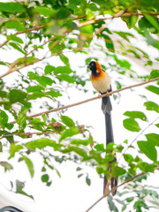 Close up shot of Long-tailed paradise whydah