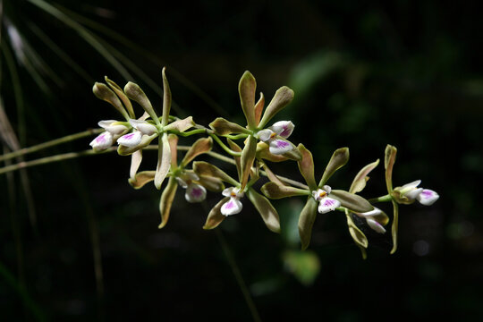 Butterfly Orchid - Encyclia tampensis - in bloom in Fakahatchee Strand State Preserve, Florida.
