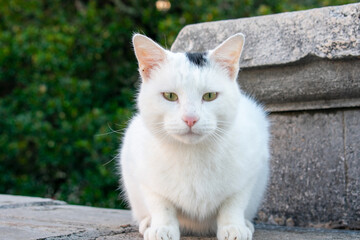 cat on the wall