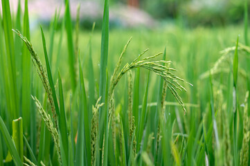 Green rice fields texture of ears close-up.
