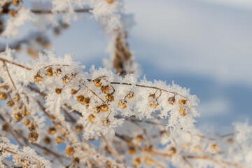 Winter abstract background: dry grass with seed pods covered with snow crystals close-up