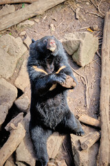 A Himalayan bear plays in a seaside safari park.