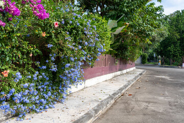 Blooming flowers at the fence in the street