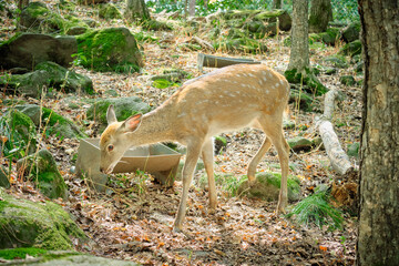 Naklejka na ściany i meble Roe deer in the forest in the Seaside Safari Park.