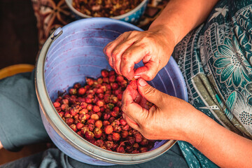 hands of a worker clean wild strawberries from bracts