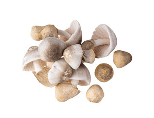 Straw mushroom isolated on transparent png