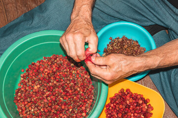 hands of a worker clean wild strawberries from bracts