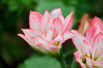 Close-up view of Amaryllis flower blooming with raindrops in the garden