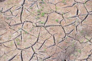 The ground cracked as the water level dropped. there is green grass