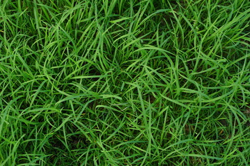 green grass background on the ground