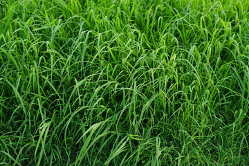 green grass background on the ground