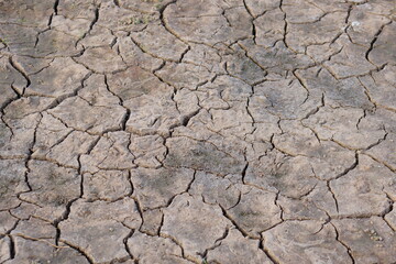 The ground cracked as the water level dropped. there is green grass