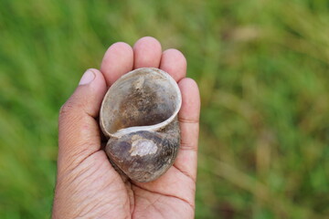 Cherry shells in human hands