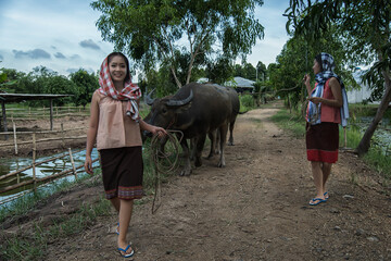 thai traditional  in farm.   farmer with cows. Life for Asian women
