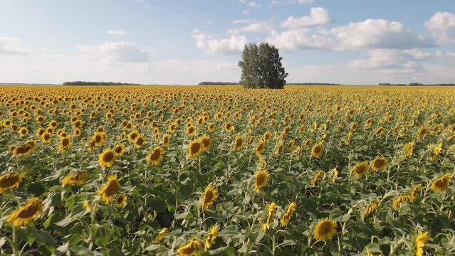Sunflower fields and meadows. A video of an advertisement for sunflower and vegetable oil. Backgrounds  and screensavers with large blooming sunflower buds with the rays of the sun. Sunflower seeds
