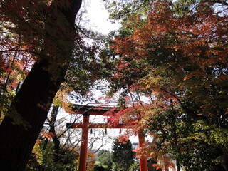 鳥居と紅葉