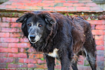 Fototapeta premium Black stray dog standing in front of brick wall in Kathmandu