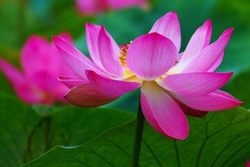 Obraz premium 満開に咲き誇る蓮