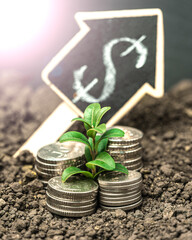 Money growth in soil with green leaves and trees concept, business and farming success finance....