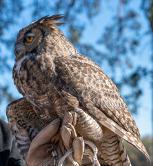 Side View of Great Horned Owl in the Daylight