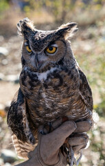 Great Horned Owl