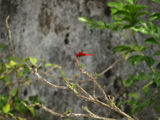 red dragonfly in the garden rare species unique dragon fly insects flying wings plants ecosystem