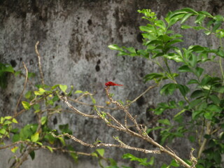 red dragonfly in the garden rare species unique dragon fly insects flying wings plants ecosystem