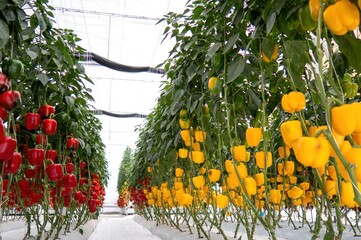Fresh sweet yellow and red bell peppers growing on greenhouse, paprika chili.