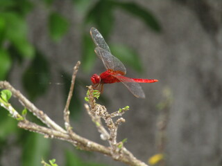 red dragonfly in the garden rare species unique dragon fly insects flying wings plants ecosystem