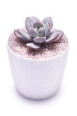 Echeveria Succulent in flowering pot Isolated on White Background
