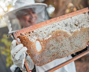 Beekeeper, bee farming and honey production with honeycomb and woman in safety suit with raw...