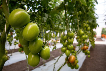 Beautiful red ripe tomatoes grown in a greenhouse