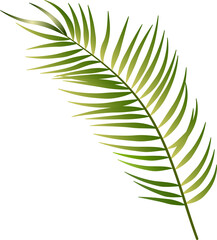 Naklejka na ściany i meble tropical green leaves illustration