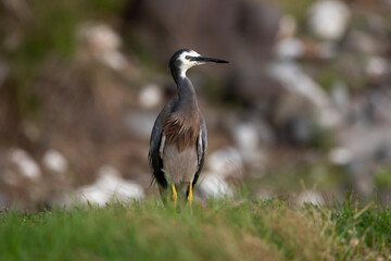 White-faced Heron (Ardea novaehollandiae). Here on Lord Howe Island.