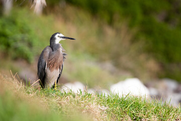 White-faced Heron (Ardea novaehollandiae). Here on Lord Howe Island.