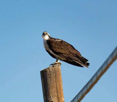 An Osprey Sitting on a pole