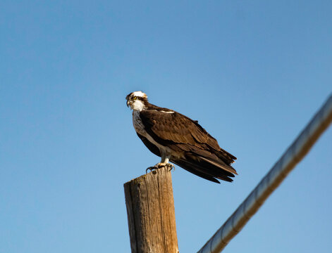 An Osprey Sitting on a pole