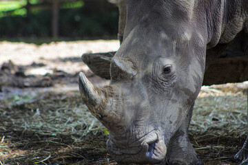 Obraz premium rhino in the zoo