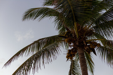 Fototapeta na wymiar Branches de palmier en silhouette sur fond de ciel gris vue d'en dessous